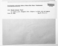 Image Associated With the Occurence